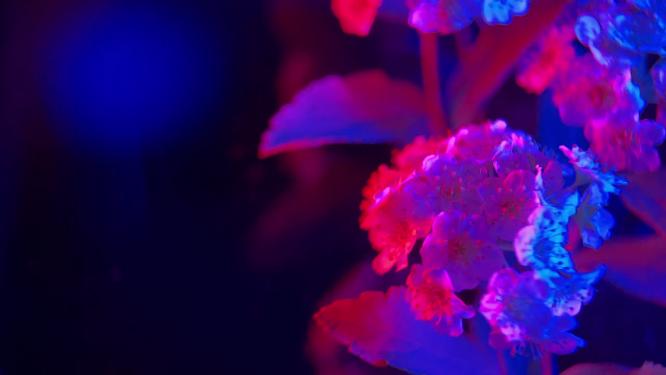 红蓝光梦幻野花铁线菊