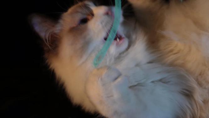 逗猫撸猫萌宠