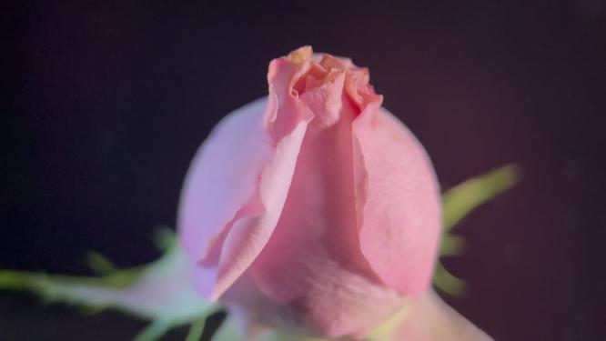 鲜花摄影牡丹花洋牡丹月季花