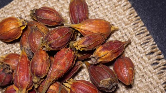 健康中医中药栀子茶