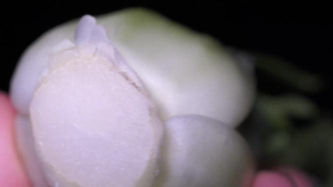 小青菜绿叶菜油菜蔬菜