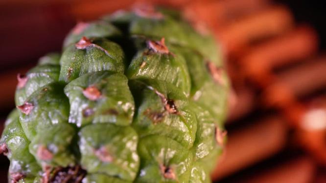 植物松塔松果松树