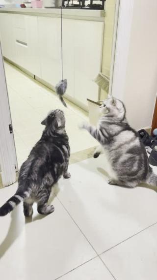 竖屏虎斑猫玩耍逗猫可爱猫咪
