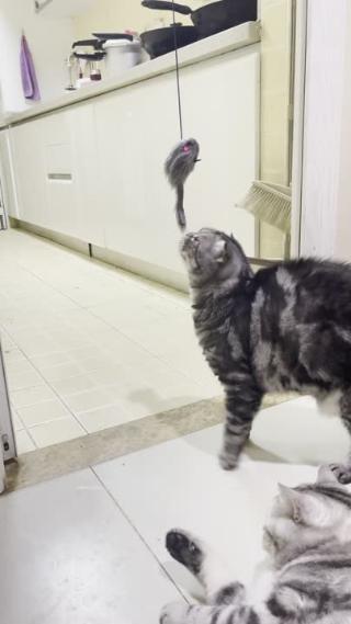 竖屏虎斑猫玩耍逗猫可爱猫咪