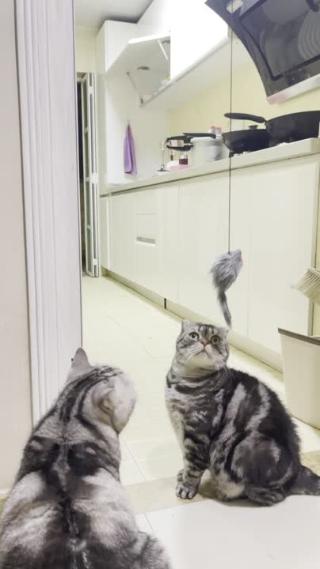 竖屏虎斑猫玩耍逗猫可爱猫咪4