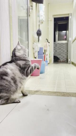 竖屏虎斑猫玩耍逗猫可爱猫咪6