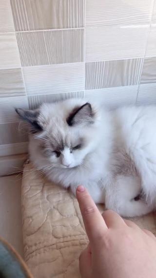 竖屏逗猫布偶猫吃布丁零食