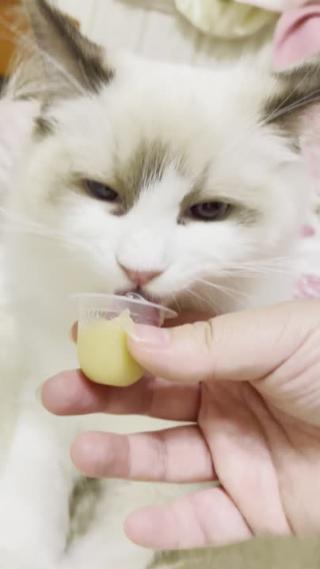 竖屏逗猫布偶猫吃布丁零食
