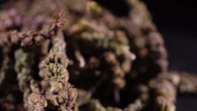 荆芥中药中草药中医药材6