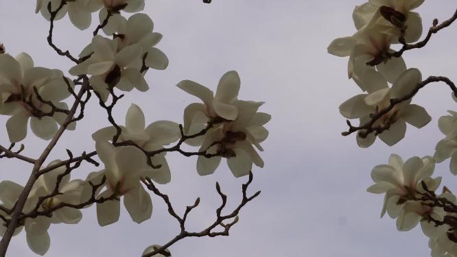 北京植物园春季白色玉兰花