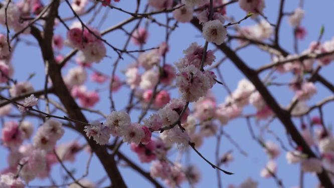 北京植物园桃花梅花樱花粉色花朵