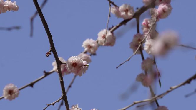 北京植物园桃花梅花樱花粉色花朵