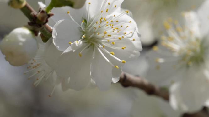 白色花朵花瓣桃花梅花