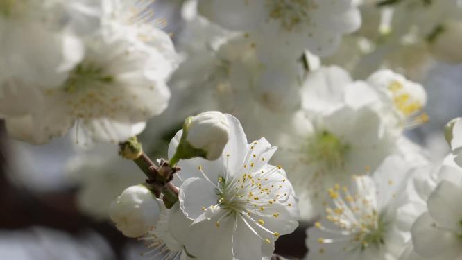 白色花朵花瓣桃花梅花