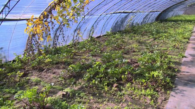 大棚种植蔬菜绿叶菜农民菜农菜篮子工程