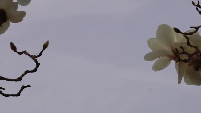 【镜头合集】北京植物园春季白色玉兰花