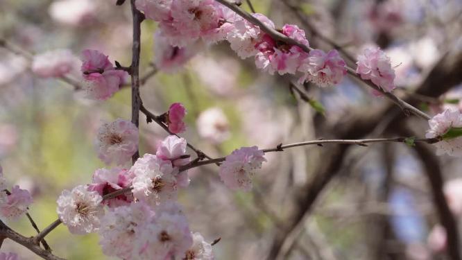 【镜头合集】北京植物园桃花梅花樱花粉色花朵