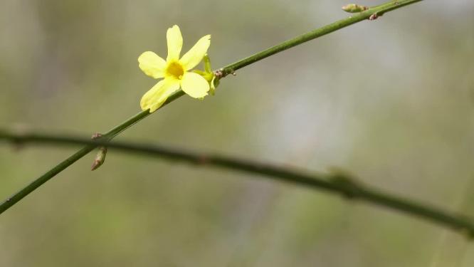 【镜头合集】北京植物园紫色花朵粉红色花朵春季