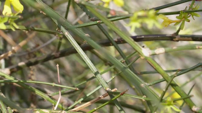 【镜头合集】北京植物园紫色花朵粉红色花朵春季