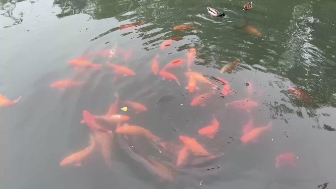 【镜头合集】北海公园野鸭子和锦鲤鲤鱼生态 