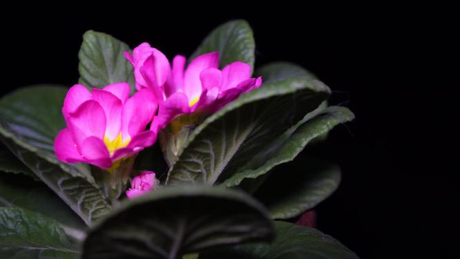 【镜头合集】报春花粉色花朵鲜花盆栽绿植 