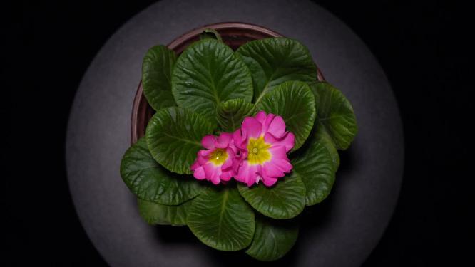 【镜头合集】报春花粉色花朵鲜花盆栽绿植 