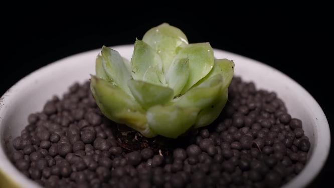 【镜头合集】白杂多肉植物盆栽绿植 