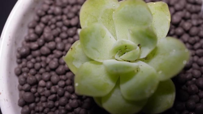 【镜头合集】白杂多肉植物盆栽绿植 