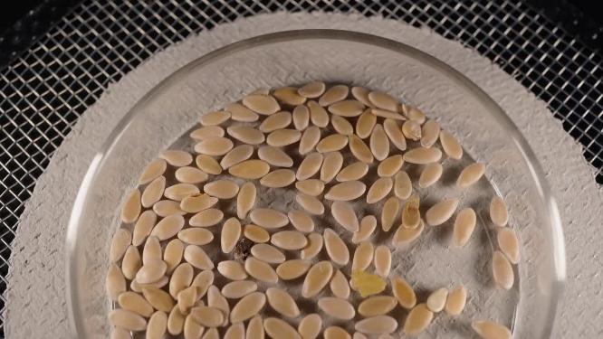【镜头合集】白糖罐香瓜甜瓜蜜瓜种子蔬菜种子农作物种菜蔬果种子    