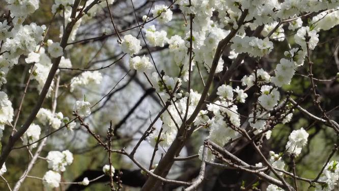 【镜头合集】白色梅花腊梅鲜花花朵