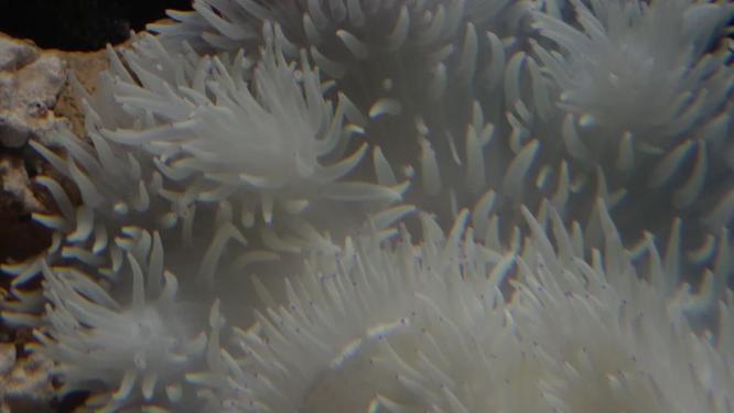 【镜头合集】白色海葵触手珊瑚海洋和生物