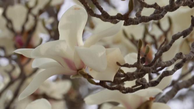 【镜头合集】白色玉兰花鲜花花朵