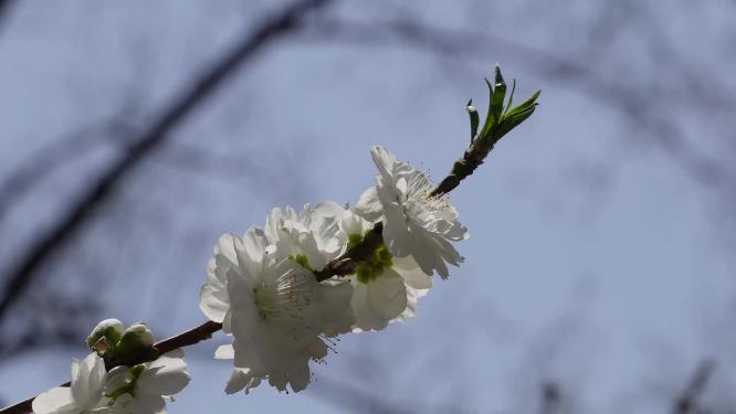 【镜头合集】白色花朵花瓣桃花梅花