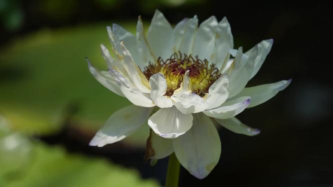 【镜头合集】白色莲花荷花