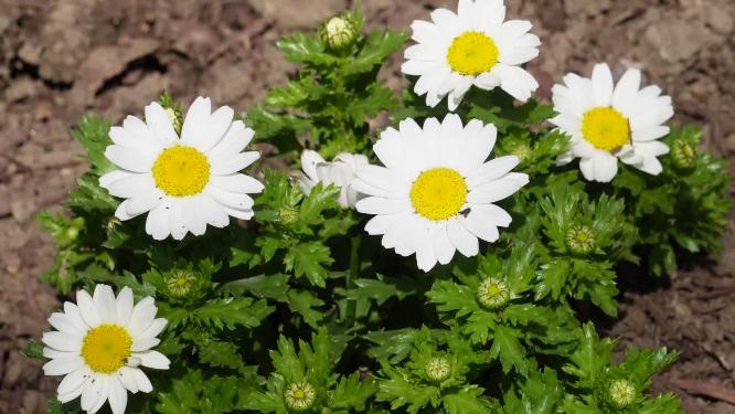 【镜头合集】白色雏菊野花小花朵花蕊