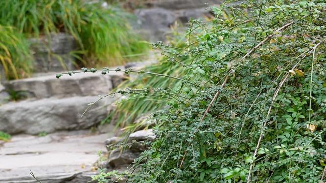 【镜头合集】矮松树塔松趴地松绿化植物 