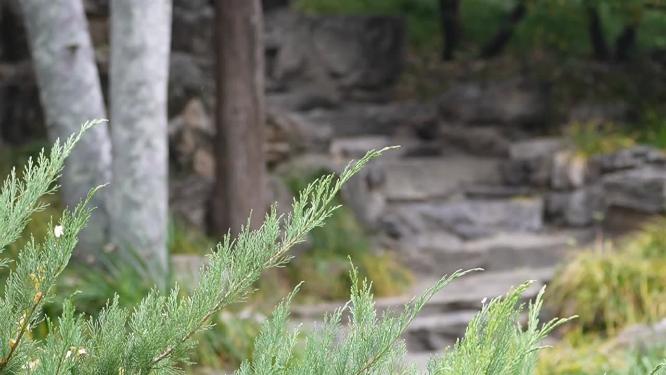 【镜头合集】矮松树塔松趴地松绿化植物 