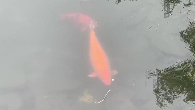 【镜头合集】趵突泉清澈泉水下锦鲤鲤鱼金鱼水池 