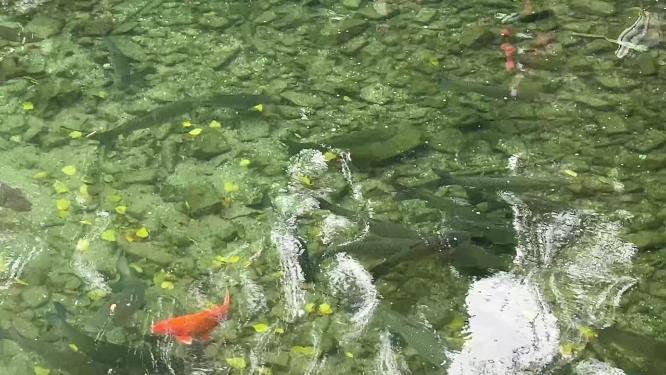 【镜头合集】趵突泉清澈泉水下锦鲤鲤鱼金鱼水池 