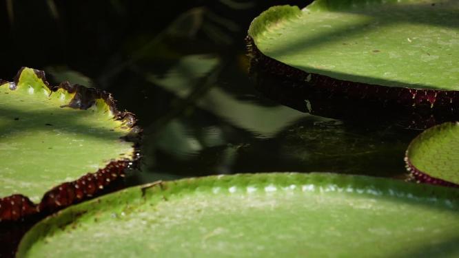 【镜头合集】霸王莲花叶片水生植物