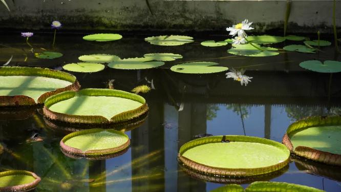 【镜头合集】霸王莲花叶片水生植物