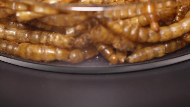 冻干面包虫干大麦虫宠物饲料