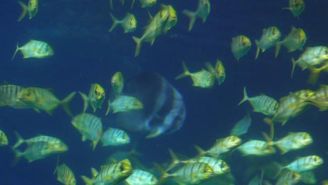 动物园海底世界巨型深海鱼类