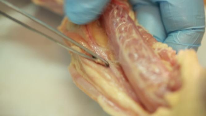 动物学家解剖禽类淋巴腺