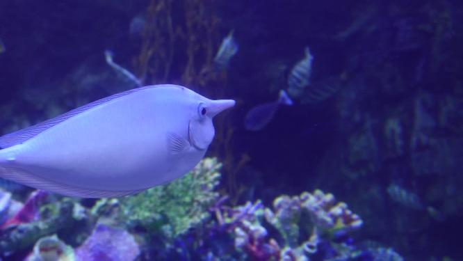各种深海鱼类礁石珊瑚礁生态