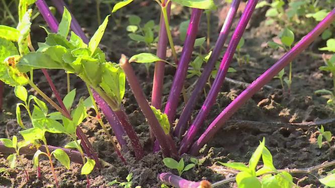 大棚种植蔬菜绿叶菜农民菜农菜篮子工程