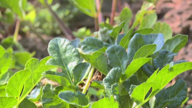 大棚种植蔬菜绿叶菜农民菜农菜篮子工程