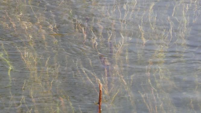 河流芦苇水草苇子湖水