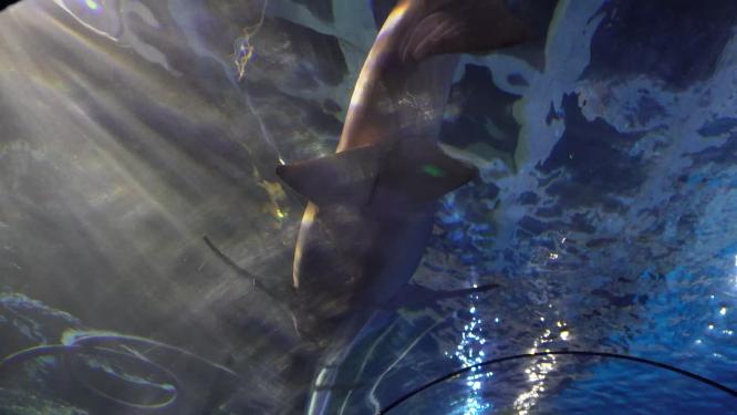 海底隧道海洋馆水族馆