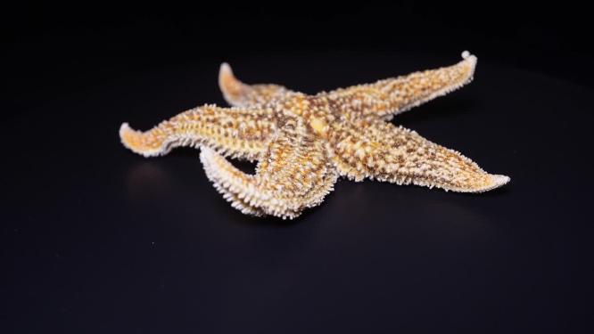 海星干海盘车海星泡酒滋补海产品